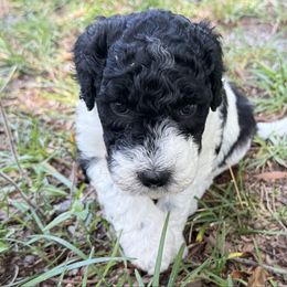 Dominique - Black and white female Sheepadoodle puppy in Charleston & Kershaw, South Carolina from Atlas Harrold-Moore Sheepadoodles, LLC   (AHMS)