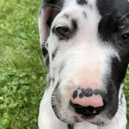 Great Danes from Skye Blue Danes