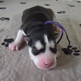 Sasha - Black and white female Siberian Husky puppy in Wheeling, West Virginia from Wild and Wonderful Siberian Huskies