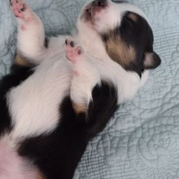 Australian Shepherd Puppies from Indigo Grove Aussies