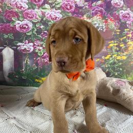 Orange ribbon - Yellow male Labrador Retriever puppy in Newmanstown, Pennsylvania from Retrievers of Millbach