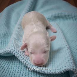 Dove - Cream male Dachshund puppy in Oklahoma City, Oklahoma from OkieDoxieland Dachshunds