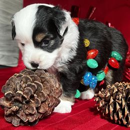 Australian Shepherd Puppies from Heart2Heart Pups LLC