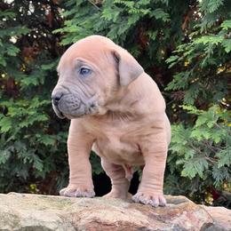 MICHELANGELO - Fawn male Boerboel puppy in Pennsylvania from Cold River Boerboels