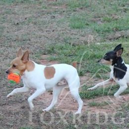 Toy Fox Terrier All Grown Up from Foxridge Farms