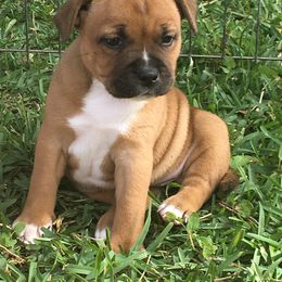 Staffordshire Bull Terrier Puppies from Rockstaff Staffords