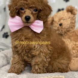 Cavapoo, Maltipoo, and Poodle Puppies from McCraws N Paws