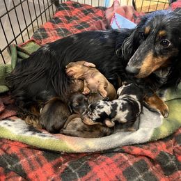 Dachshund puppies from Iron Bear Livestock & Dachshunds