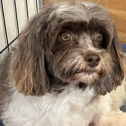 Willow - Havanese