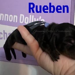 Rueben - Black and cream male Dachshund puppy in Monitor, Washington from Shannon Dolly’s Dachshunds