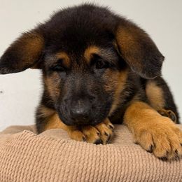 Girl 3rd pick female red collar - Black and tan female German Shepherd puppy in Hollis Center, Maine from Noble German Shepherds of Maine