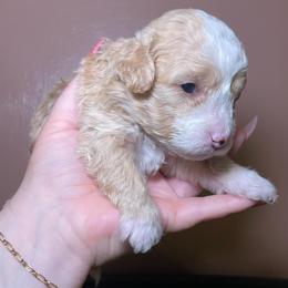 Baylor - Yellow and white male Bernedoodle puppy in Port Saint Lucie, Florida from Eastside Paws LLC