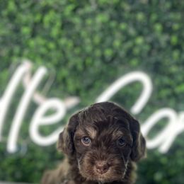 Cockapoo Puppies from Doodle Corner