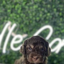 Cockapoo Puppies from Doodle Corner