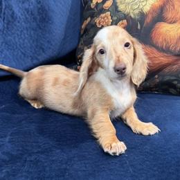 Kami - Dapple female Dachshund puppy in Cabool, Missouri from Dachshund's of Country Magic Farms in Missouri