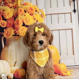 Nori - Apricot female Goldendoodle puppy in Pocasset, Massachusetts from Mini Goldendoodles of Cape Cod
