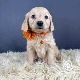 Peach - Cream female Companion Cross puppy in Utah County, Utah from Big Hearted Breeders