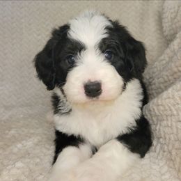 Onyx - Black and white male Bernedoodle puppy in Shelton, Washington from NW Bernedoodles of Washington