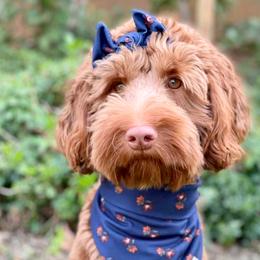 Australian Labradoodle and Labradoodle Puppies from Doodles_Ko