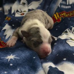 Bean - Blue merle male Miniature Australian Shepherd puppy in Murfreesboro, Tennessee from Skye’s Waggin’ Aussies