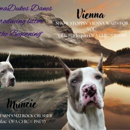 Great Dane All Grown Up from MommaDukes Danes