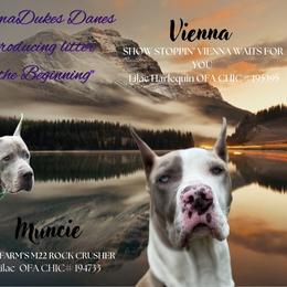 Great Dane All Grown Up from MommaDukes Danes