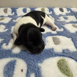 Indy - Piebald male Dachshund puppy in Brashear, Texas from Shepherds Run Miniature Dachshunds