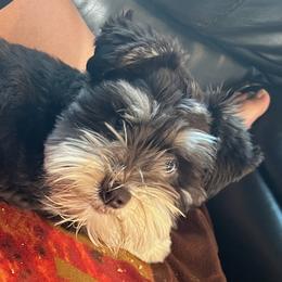 Kola - Miniature Schnauzer