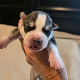 Male 2 RESERVED - Gray and white male Siberian Husky puppy in Canton, Georgia from Mayhemhuskies