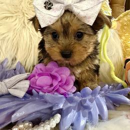 Yorkshire Terrier Puppies from Prims Puppies LLC