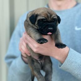 Luigi - Fawn male Mastiff puppy in Wewoka, Oklahoma from P Diamond Mastiffs