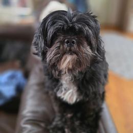 Libby - Black female Shih Tzu puppy in Ronda, North Carolina from Willow River