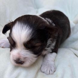 Effie - Parti female Miniature Schnauzer puppy in Calera, Alabama from Tuck’s Farmstead