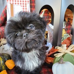 Shih Tzu Puppies from P&B Tzu Tribe
