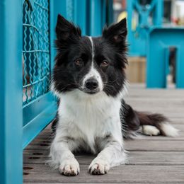 Destiny - Border Collie