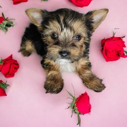 Yorkshire Terrier Puppies from Lady A's Yorkies