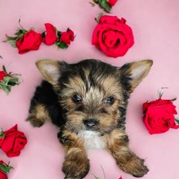 Yorkshire Terrier Puppies from Lady A's Yorkies