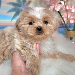 Girl 1 - Cream and white female Shih Tzu puppy in Buda, Texas from Vickie's Shih Tzus