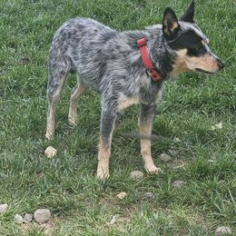 Hemi - Australian Cattle Dog