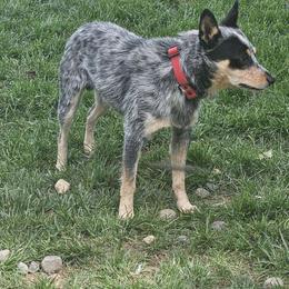 Hemi - Australian Cattle Dog