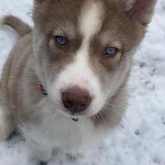 Native American Indian Dog Puppies from Corn Moon Kennels
