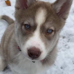 Native American Indian Dog Puppies from Corn Moon Kennels