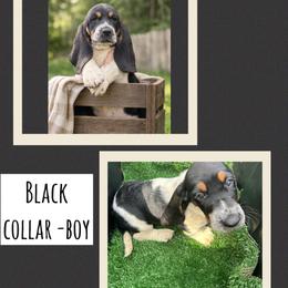 Boy 3 - Black white and brown male Basset Hound puppy in Knoxville, Tennessee from Jen's Bassets