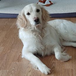 Disney - Golden Retriever