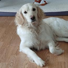 Disney - Golden Retriever