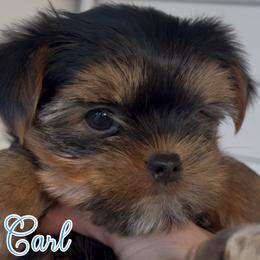 Carl - Black and tan male Yorkshire Terrier puppy in London, Kentucky from Soto Yorkies