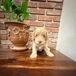 Petey - Apricot male Goldendoodle puppy in Anthem/Phoenix, Arizona from Ironwood Doodles