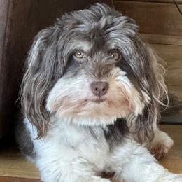 Charlee - Havanese