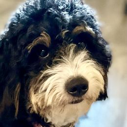 Bernedoodles, Double Doodles, and Goldendoodles from Pia’s Doodle Poodle Wag