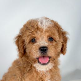 Blaze - Red and white male Cockapoo puppy in Pledger, Texas from Sugarbear Cockapoos